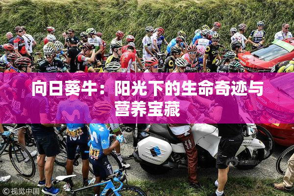向日葵牛：阳光下的生命奇迹与营养宝藏