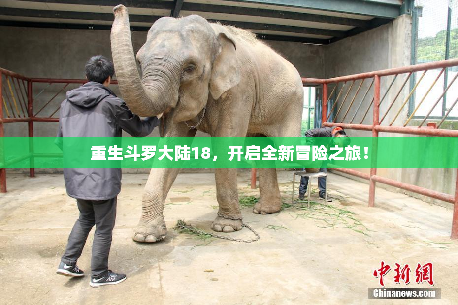 重生斗罗大陆18，开启全新冒险之旅！
