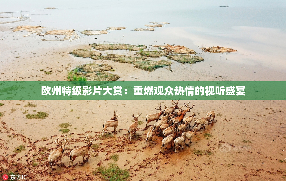 欧州特级影片大赏：重燃观众热情的视听盛宴
