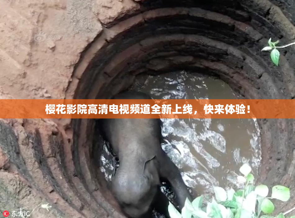 樱花影院高清电视频道全新上线，快来体验！