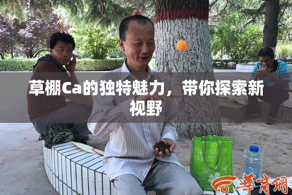 草棚Ca的独特魅力，带你探索新视野