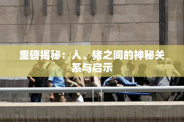 重磅揭秘：人、猪之间的神秘关系与启示