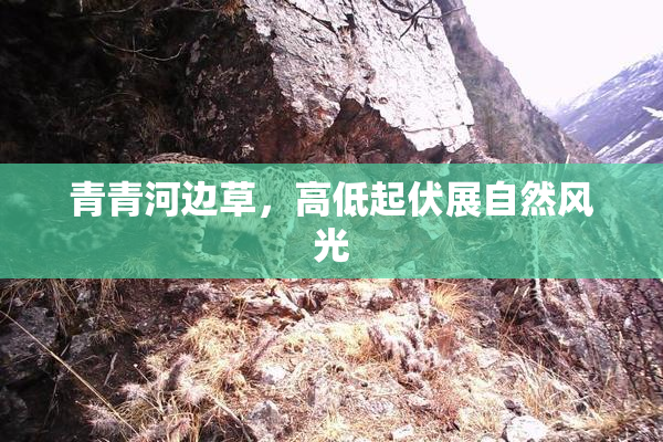 青青河边草，高低起伏展自然风光