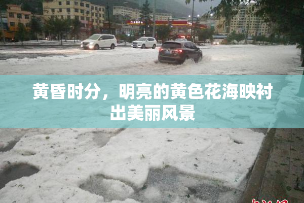 黄昏时分，明亮的黄色花海映衬出美丽风景
