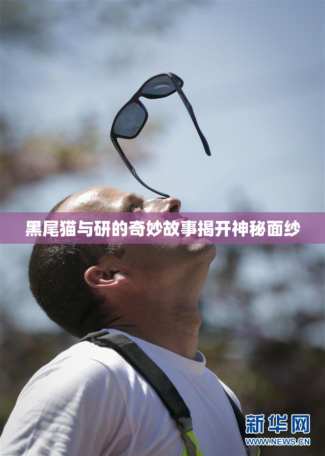 黑尾猫与研的奇妙故事揭开神秘面纱