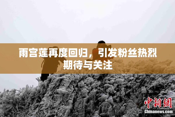雨宫莲再度回归，引发粉丝热烈期待与关注