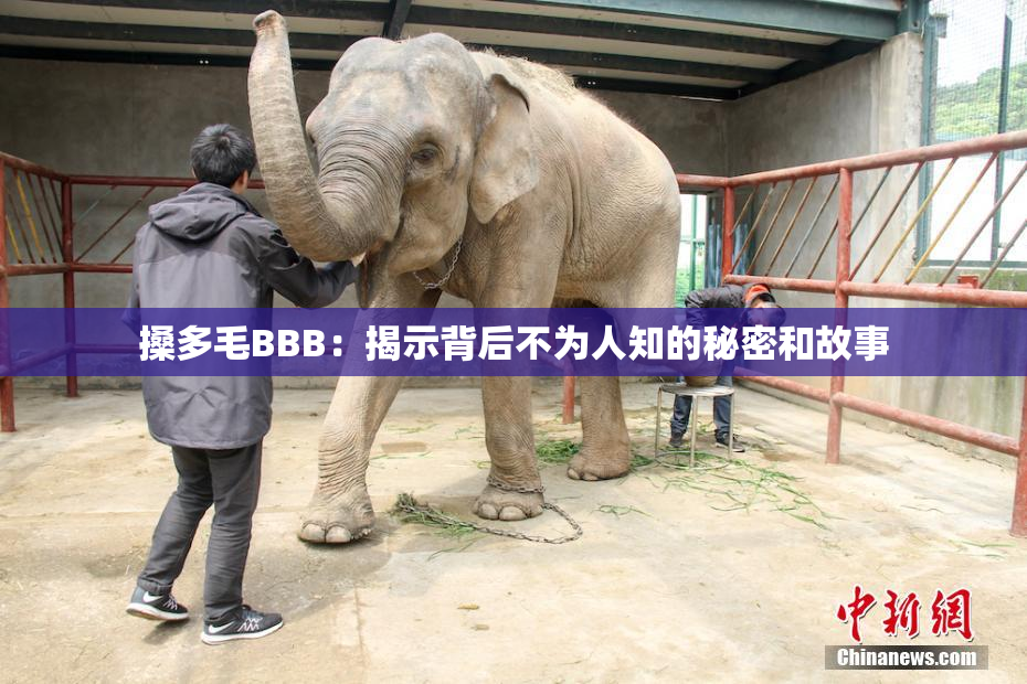 搡多毛BBB：揭示背后不为人知的秘密和故事