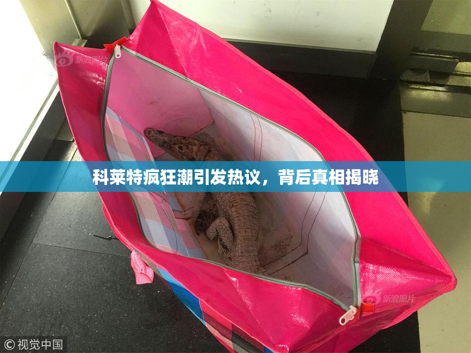 科莱特疯狂潮引发热议，背后真相揭晓