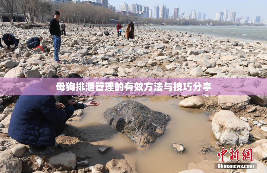 母狗排泄管理的有效方法与技巧分享