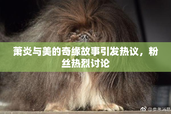 萧炎与美的奇缘故事引发热议，粉丝热烈讨论