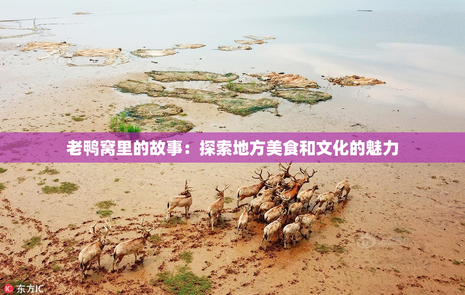 老鸭窝里的故事：探索地方美食和文化的魅力